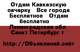 Отдам Кавказскую овчарку - Все города Бесплатное » Отдам бесплатно   . Ленинградская обл.,Санкт-Петербург г.